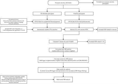 Occupational factors and low back pain: a Mendelian randomization study